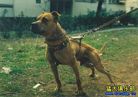 江博血种犬 穆恰恰对外配种 - 比特犬交易 - 猛犬-力.