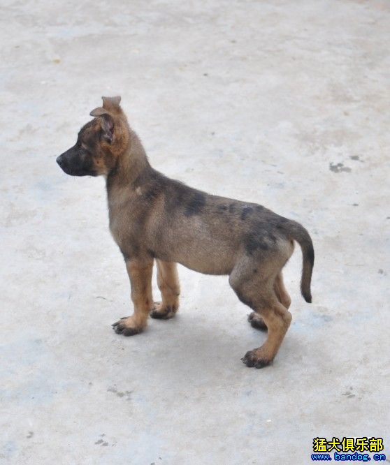 广州77犬舍出售荷马(荷兰牧羊犬杂交马犬)幼犬