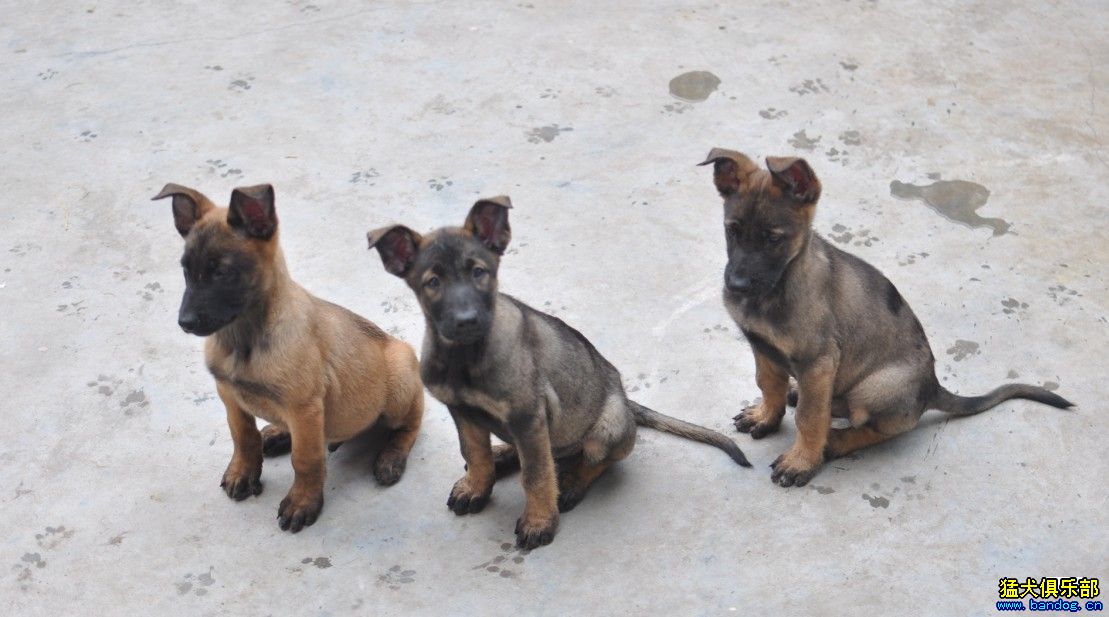 广州77犬舍出售荷马(荷兰牧羊犬杂交马犬)幼犬