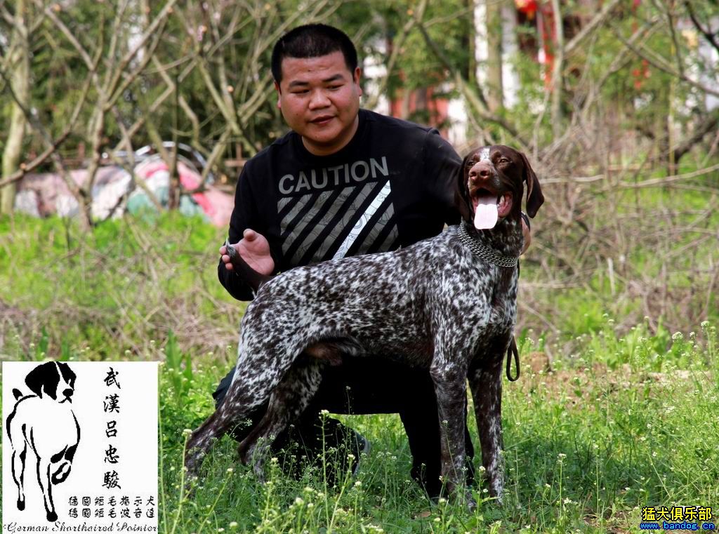 波音达 指示犬 德国短毛波音达 德国短毛指示犬(german shorthaired