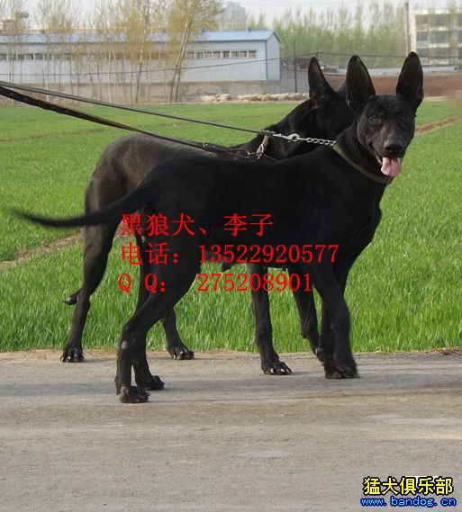 黑狼犬黑狼中国纯种黑狼犬