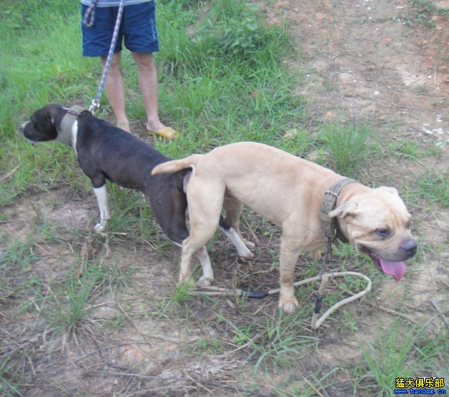 草白和黑的结合 - 比特犬 - 猛犬俱乐部-力