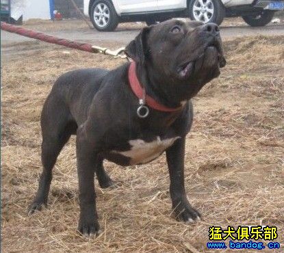 东平霸道犬业进口男子巴克小狗预售