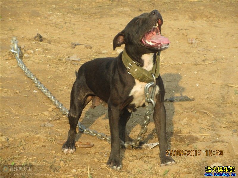 鳄鱼三兄妹 - 比特犬 - 猛犬俱乐部-中国具有影响力的