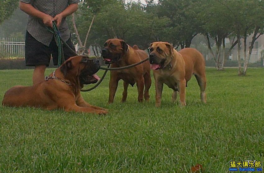 草根犬舍之"一皇二后" - 南非獒 - 猛犬俱乐部-中国力