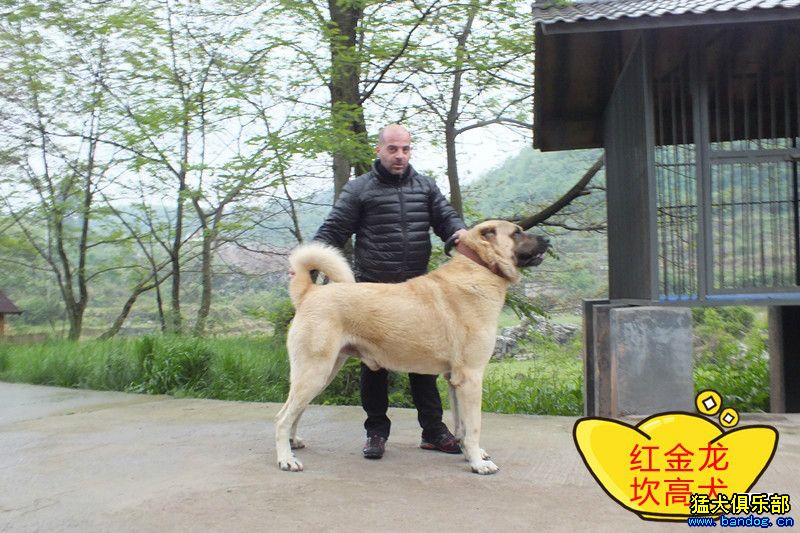 土耳其坎高犬会长访问红金龙犬舍