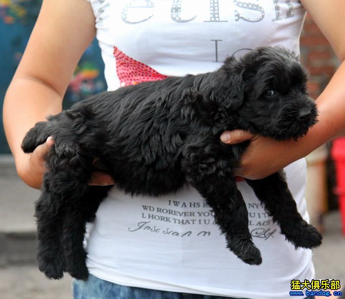 出售俄罗斯黑梗幼犬