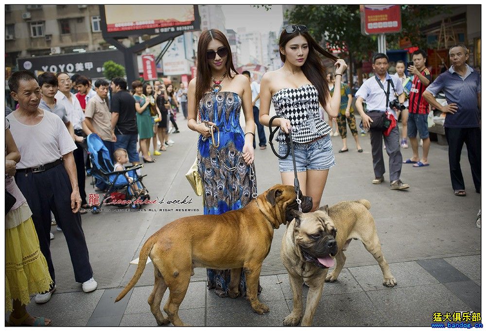 李以衡一九四九犬舍斗牛獒瓦尼亚新拍的写真出炉之前来点小神秘