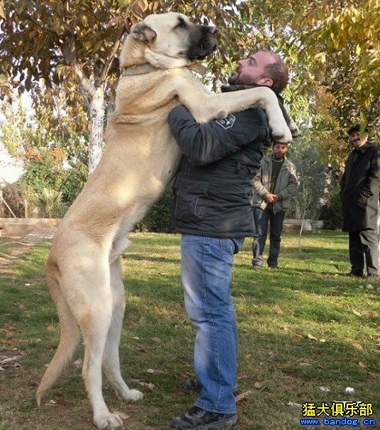土耳其boz犬舍的波兹牧羊犬 - 坎高犬 - 猛犬俱乐部