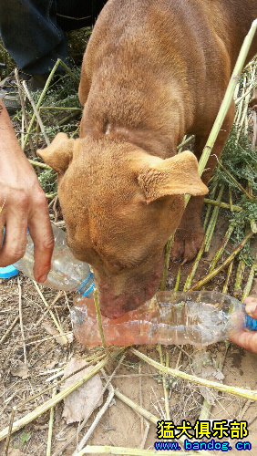 比特第一次进洞咬獾 舌头让獾子咬下去一块 - 