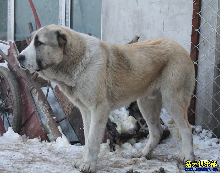 展示贵族名犬城 阿拉拜咬狼犬