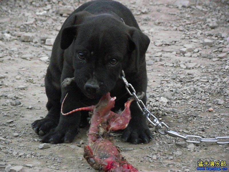 发发小火梗在新主人手那里的成长照 - 综合梗犬 - -力