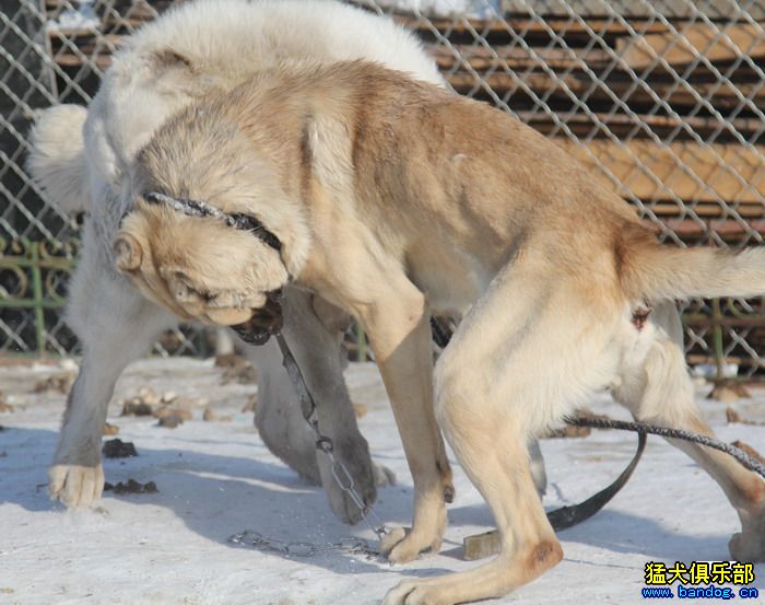 展示贵族名犬城 尤利安(坎高)VS大家伙视频11