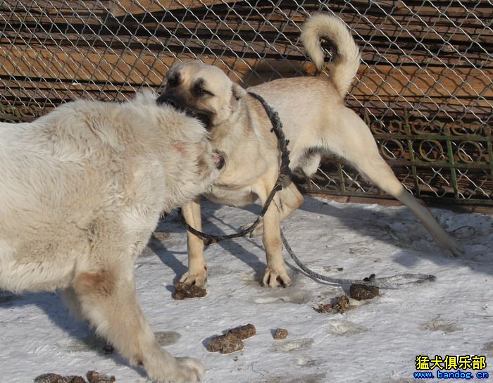 展示贵族名犬城 尤利安(坎高)VS大家伙视频11