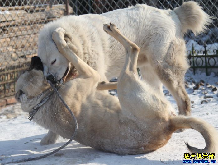 展示贵族名犬城 尤利安(坎高)VS大家伙视频11