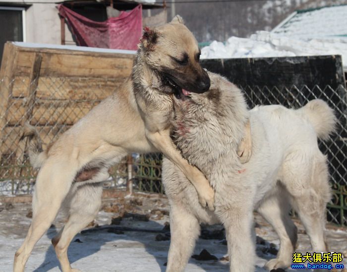 展示贵族名犬城 尤利安(坎高)VS大家伙视频11