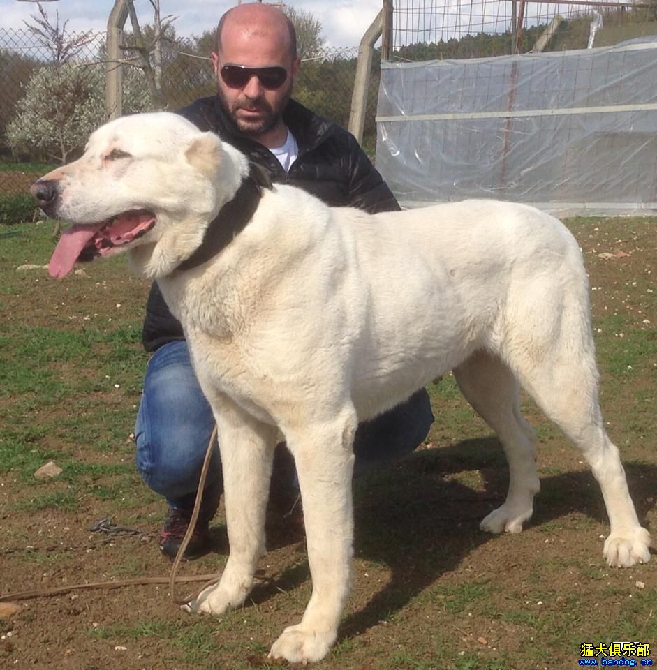 土耳其犬舍也来高加索猎狼犬 - 中亚|高狼 - 猛犬-力.