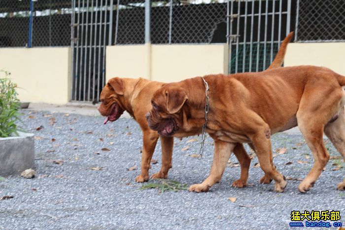 【李以衡 犬舍部份波尔多.波诺,德芙,火辣辣.