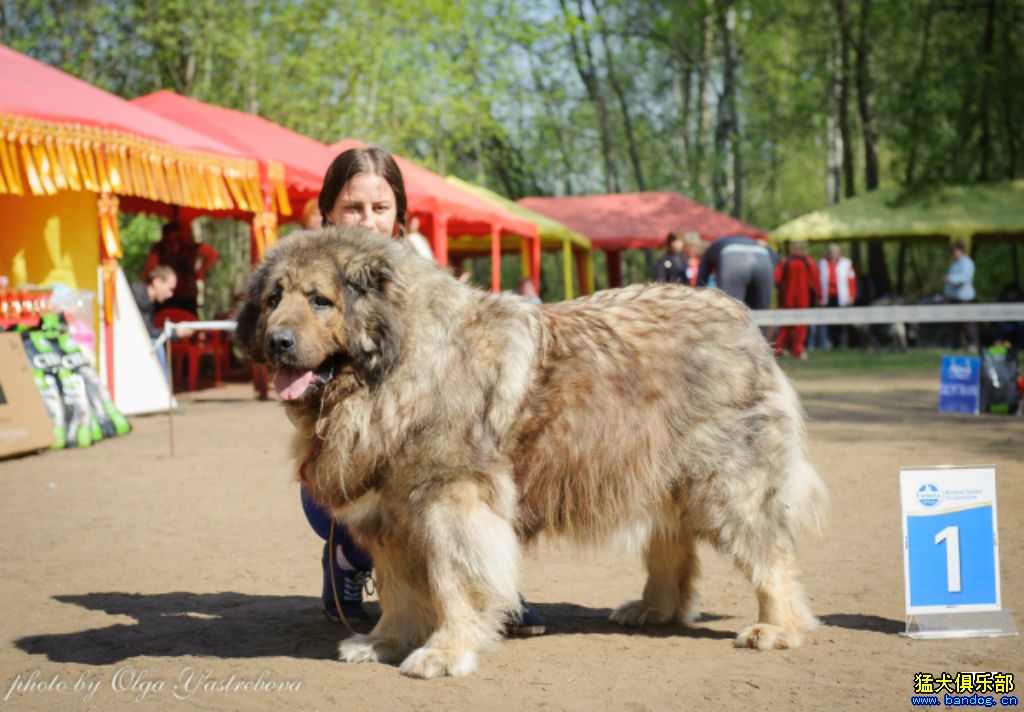 第二十届俄罗斯高加索犬俱乐部单独展老年组比赛