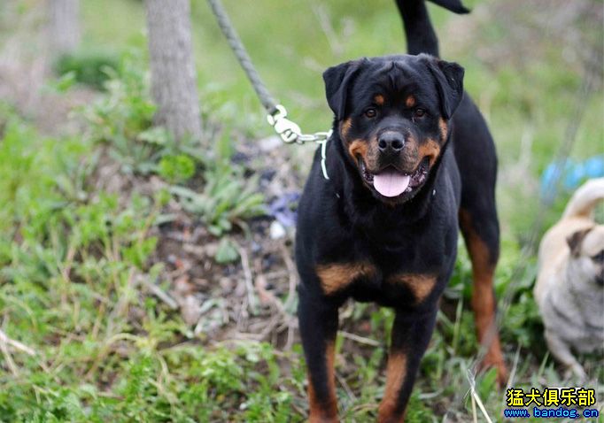 中国罗威纳犬舍 登记 收集