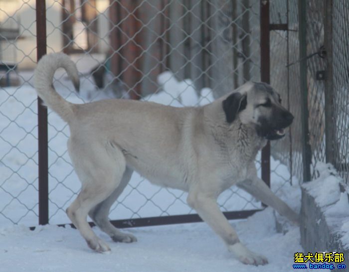 2015展示贵族名犬城土耳其坎高犬pk视频