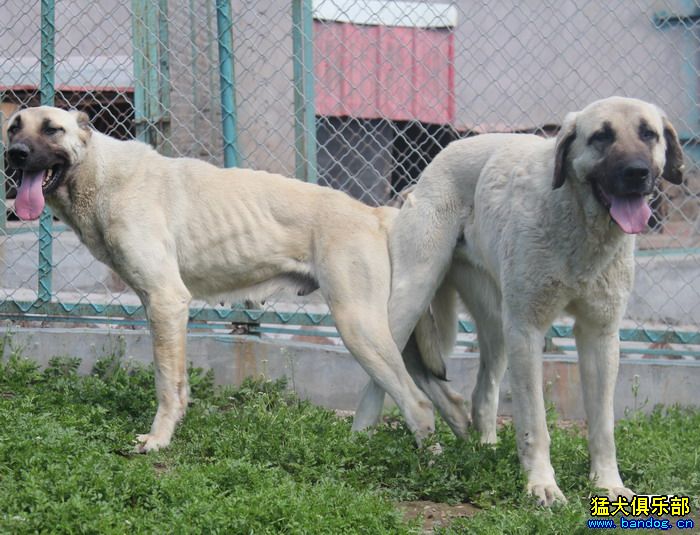 2015展示贵族名犬城土耳其坎高犬pk视频