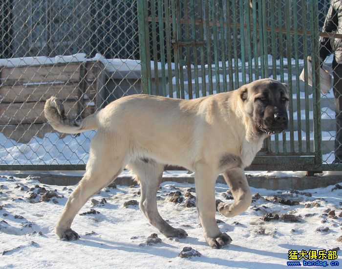 2015展示贵族名犬城土耳其坎高犬pk视频 - 坎高犬