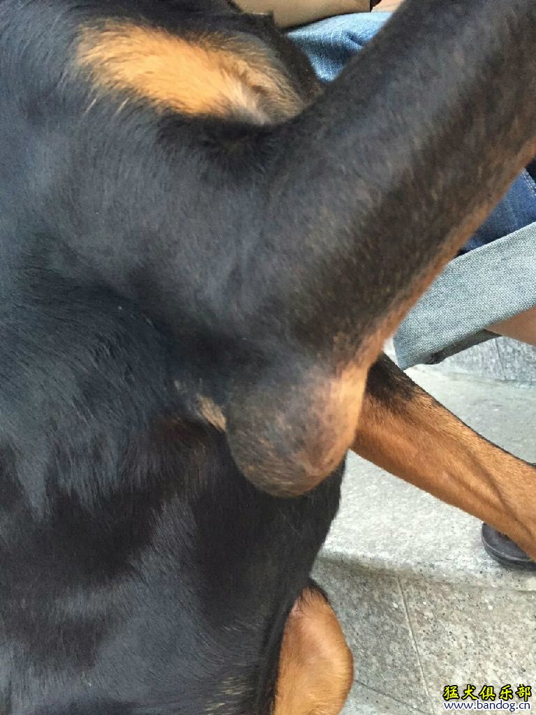 原创--杜宾犬前肢关节囊肿手术 - 卡斯罗 - 猛犬