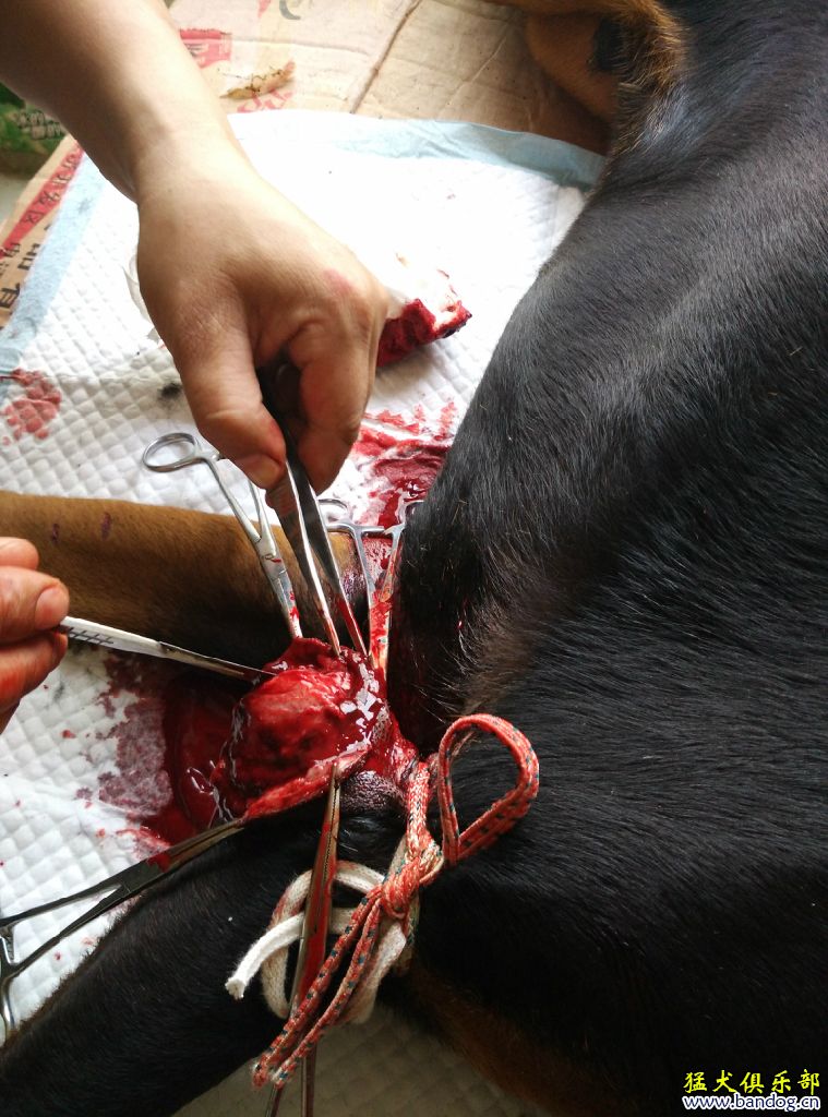 原创--杜宾犬前肢关节囊肿手术 - 卡斯罗 - 猛犬