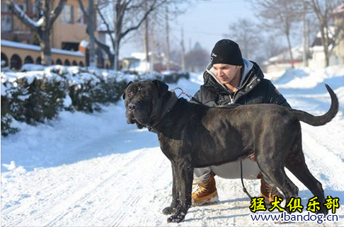 普雷萨国外引进顶级血系阿特拉斯短耳大狒狒mandriil1和2条阿特拉斯短