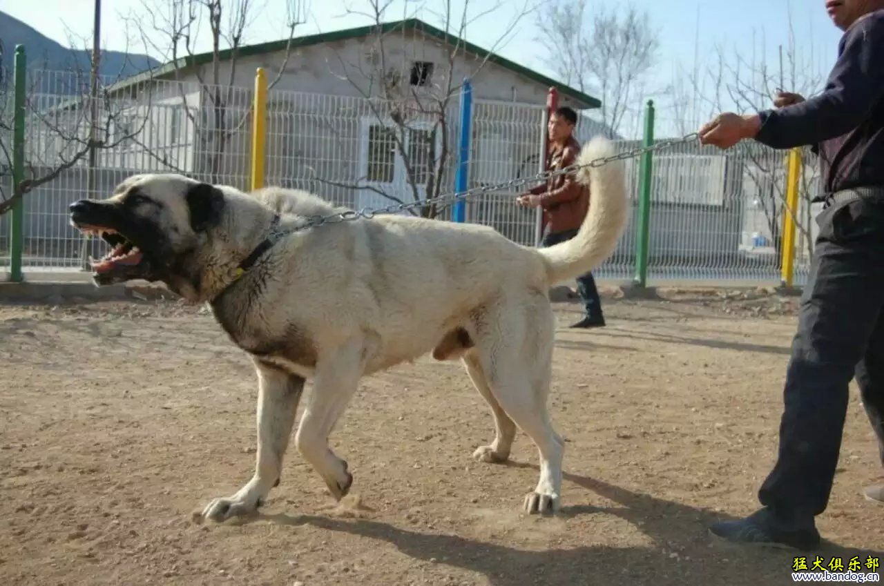 少见的坎高幼犬 - 坎高犬 - 猛犬俱乐部-中国具有影响