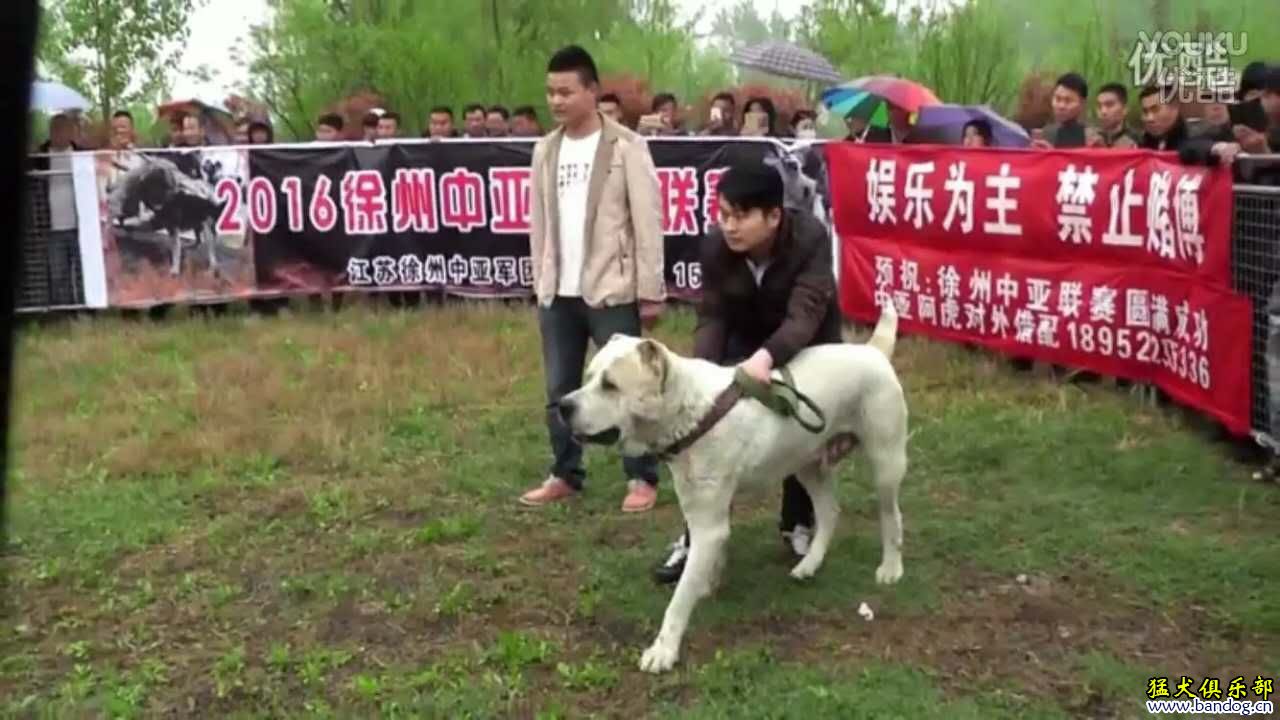 中亚牧羊犬一路走来------中亚 高狼赛事记录