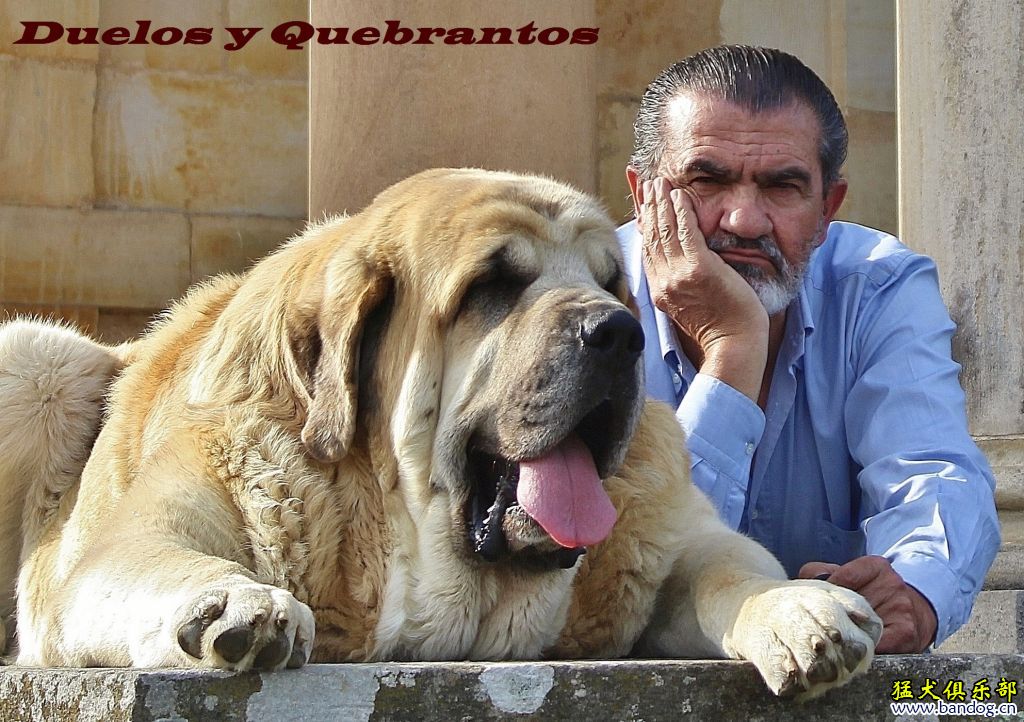 西班牙獒犬---来自坎塔布里亚地区弗朗西斯科先