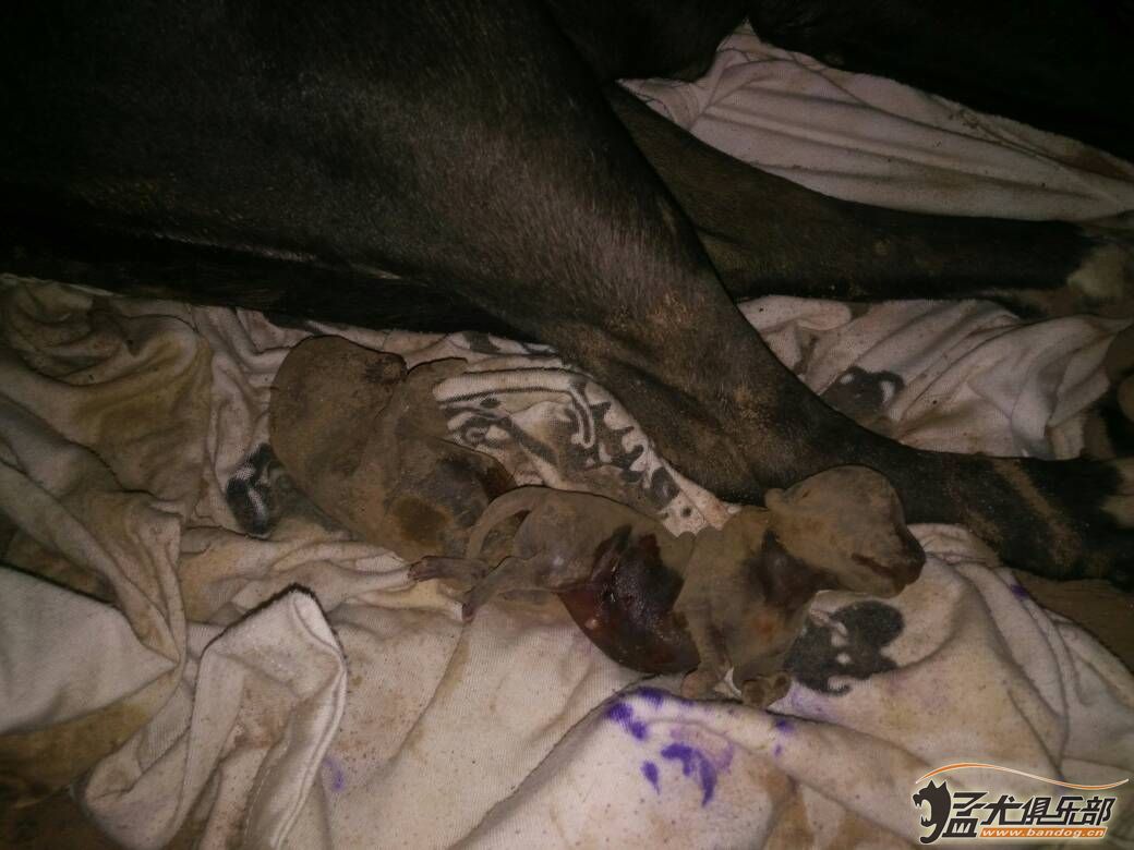 比特犬怀孕五十天产仔 ,猛犬俱乐部-中国最有影