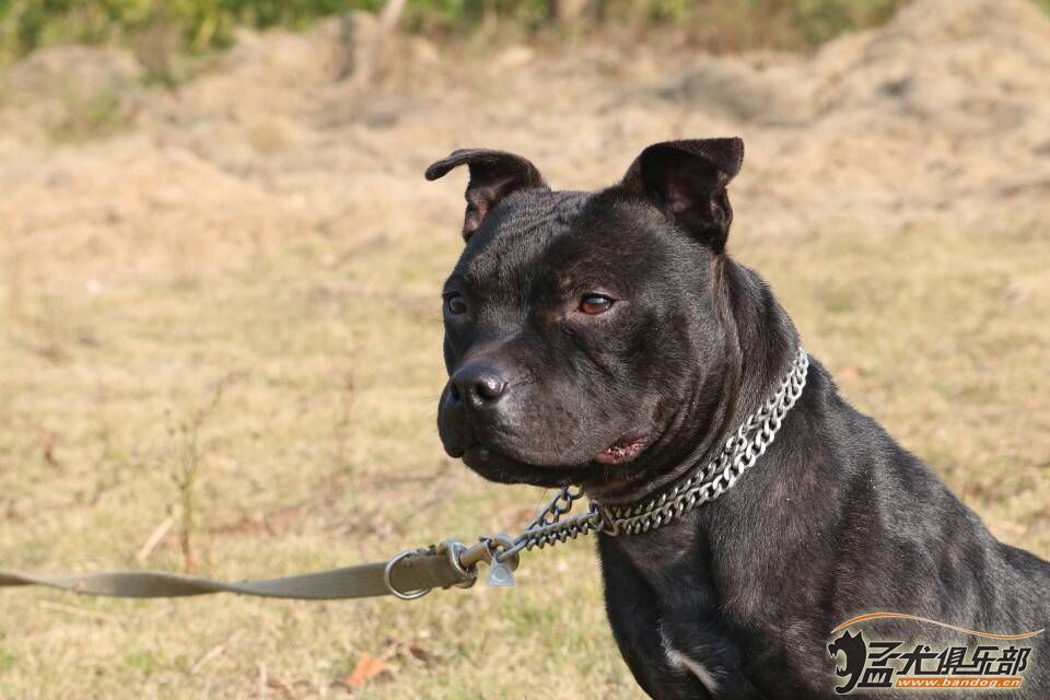 我的英系斯塔福 斯塔福 猛犬俱乐部-中国具有影响力的猛犬网站