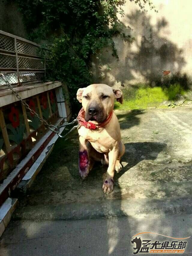 美国进口耶鲁儿 - 比特犬 - 猛犬俱乐部-中国最有影响