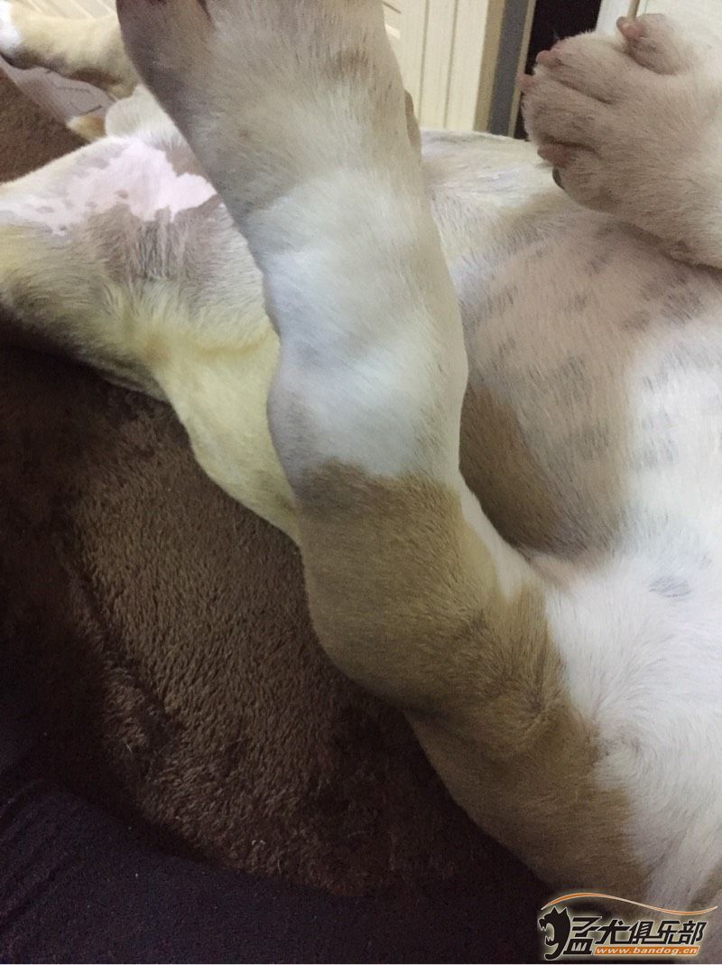恶霸犬前肢呈O型腿,且前后关节都有点肿 ,猛犬