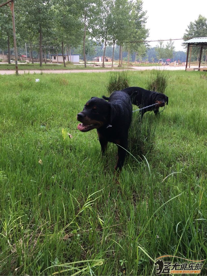 中国罗威纳犬舍 登记 收集