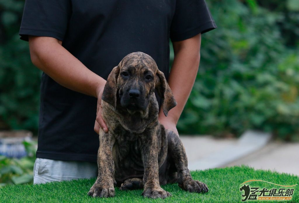 两个半月 菲勒出售 巴西菲勒交易 猛犬俱乐部-中国具有影响力的