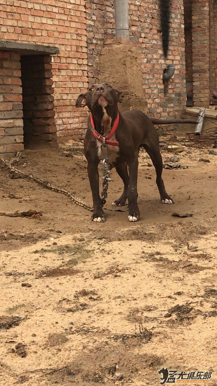 巨比母 - 综合竞技犬交易 - 猛犬俱乐部-中国具有影响