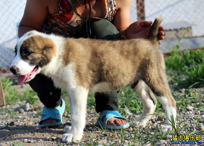 展示贵族名犬城阿拉拜咬狼犬