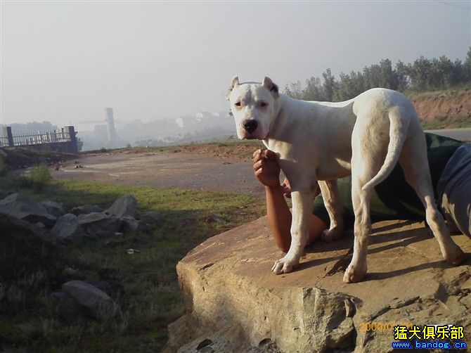 五個多月的未來殺手 - 杜高犬 - 猛犬俱樂部-中國具有影響力的猛犬