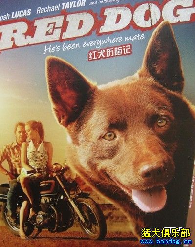 红犬历险记电影完整版图片