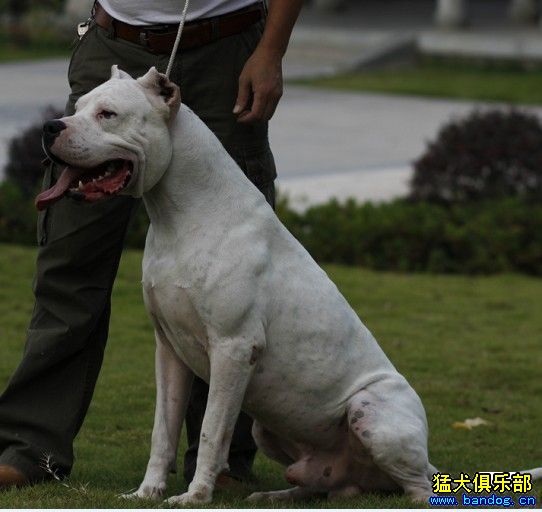 天霸快3歲了,拍照留念 - 杜高犬 - 猛犬俱樂部-中國具有影響力的猛犬