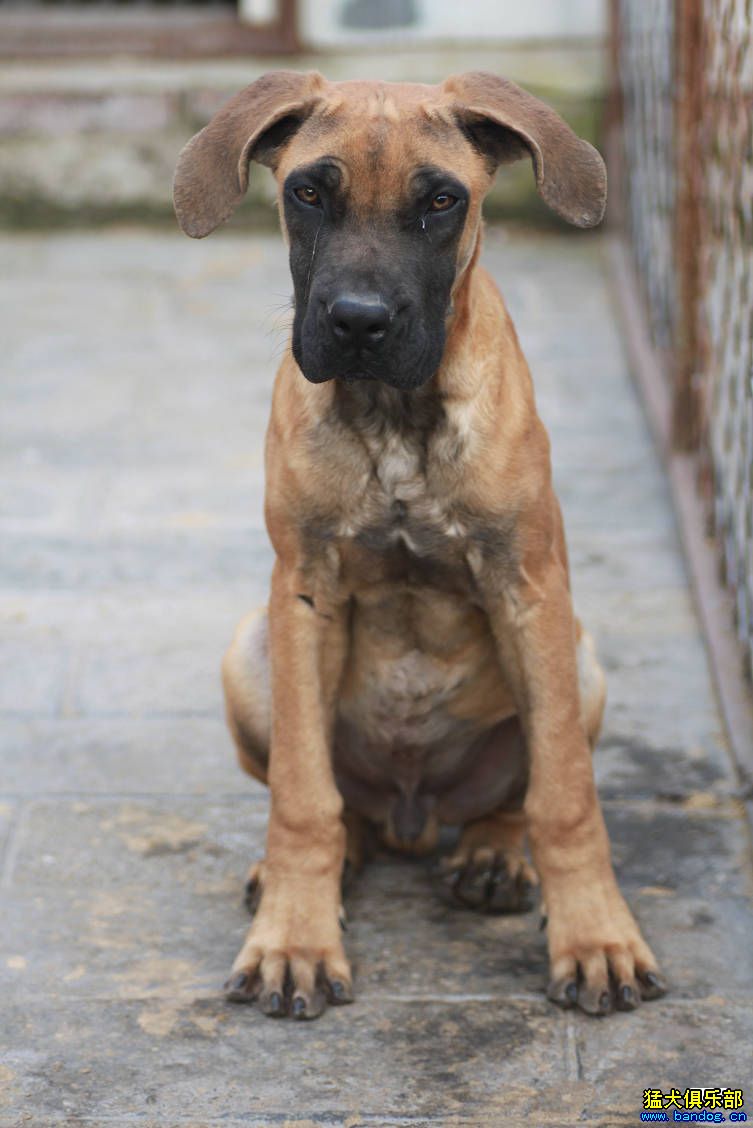 南非獒,加纳利幼犬,抄底销售,明码2000