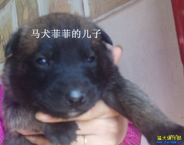 杜克马犬的儿子图片图片