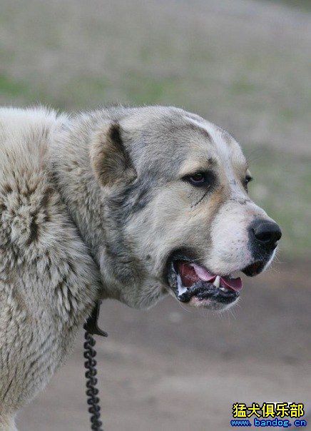 高加索犬咬人吗图片