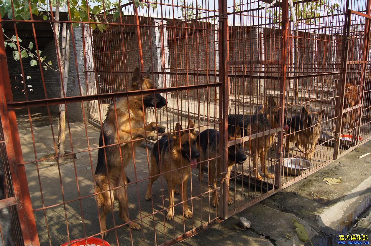 天门犬舍的精品德牧出售