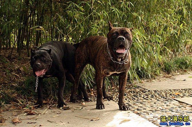 加纳利犬与卡斯罗对比图片