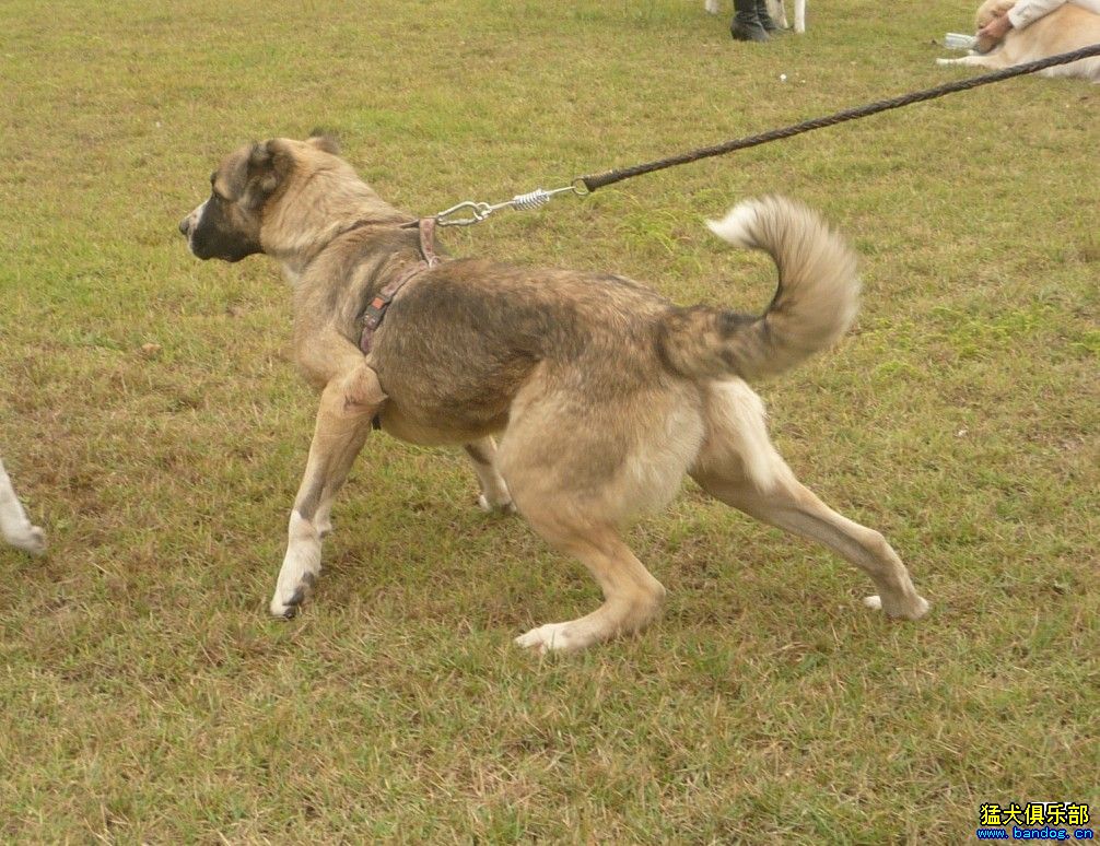 一只漂亮的高加索猎狼犬